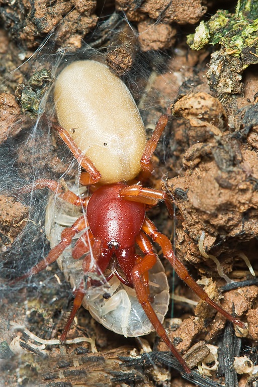 Enoplognatha sp.